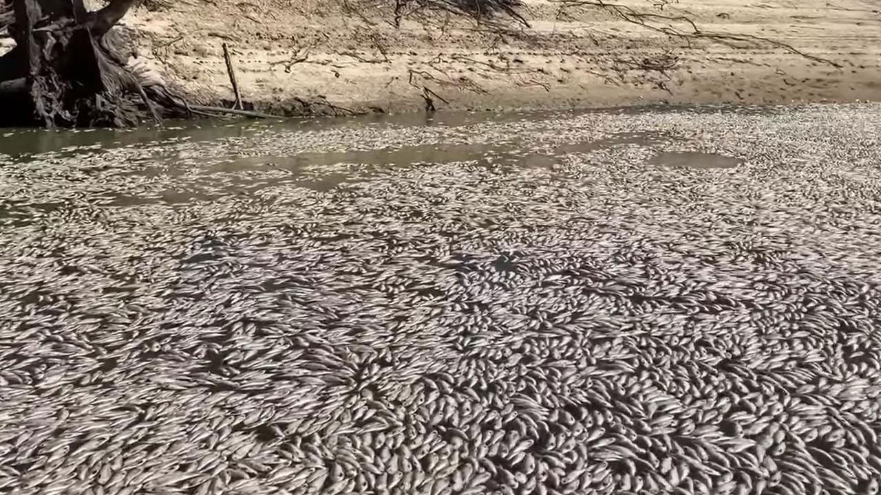هەزاران ماسی لە بەنداوی دەربەندیخان مرداربوونەوە
